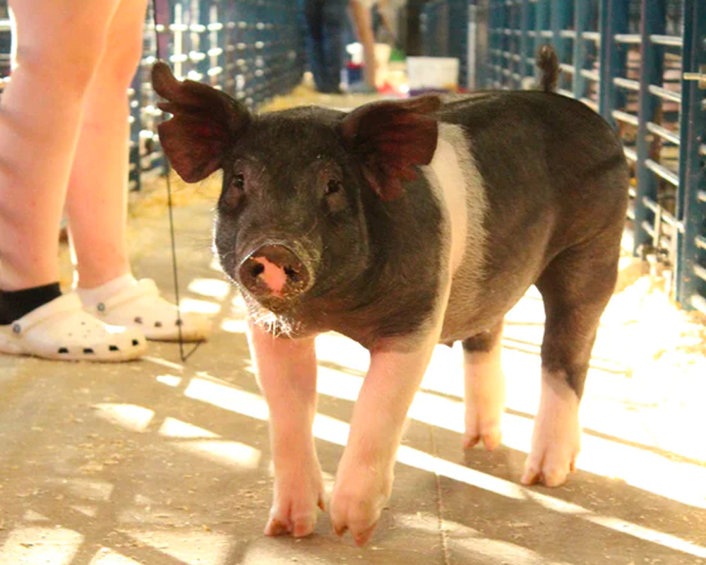 Willow Tree Sanctuary Farm Animal Rescue Pig