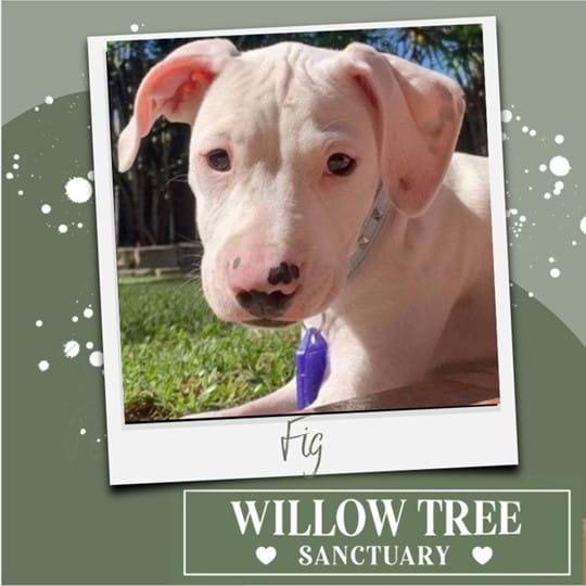 Adopt Fig the dog