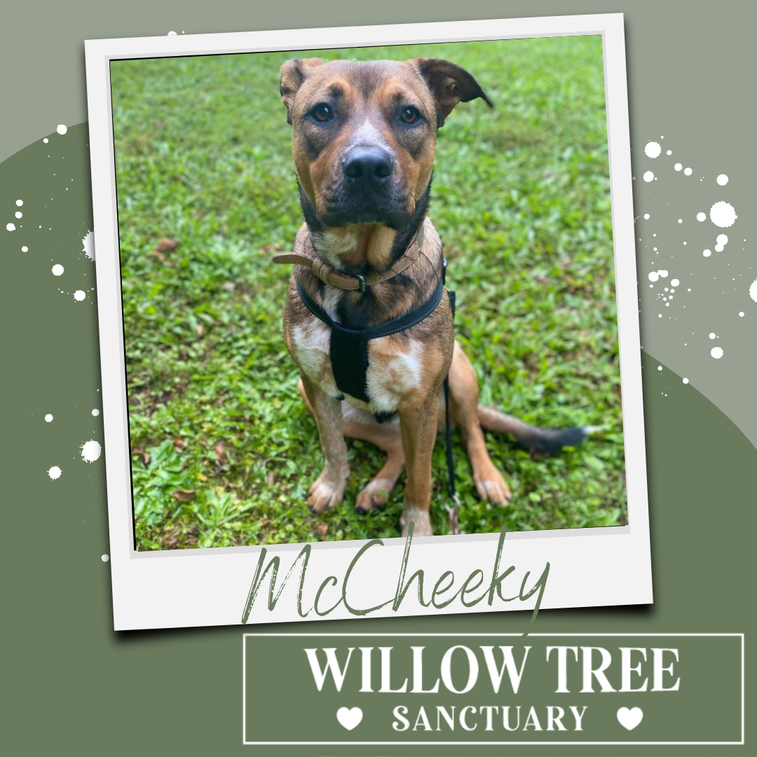 mccheeky-willow-tree-sanctuary