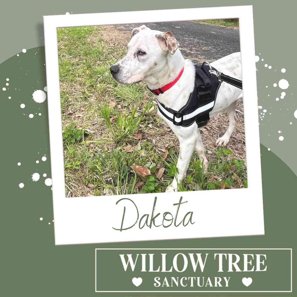 Dakota Willow Tree Sanctuary