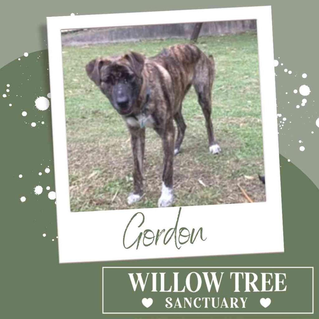 gordon-willow-tree-sanctuary